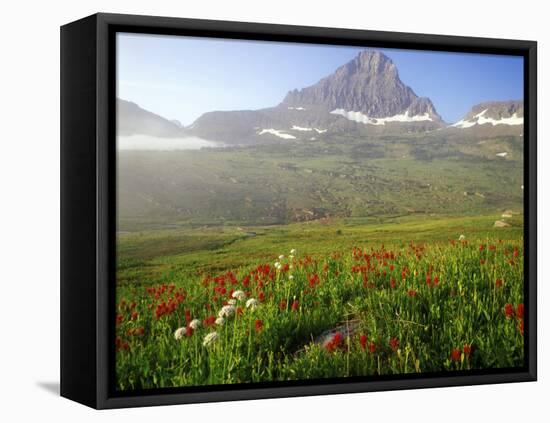 Indian Paintbrush in the Fog at Logan Pass in Glacier National Park, Montana, USA-Chuck Haney-Framed Premier Image Canvas