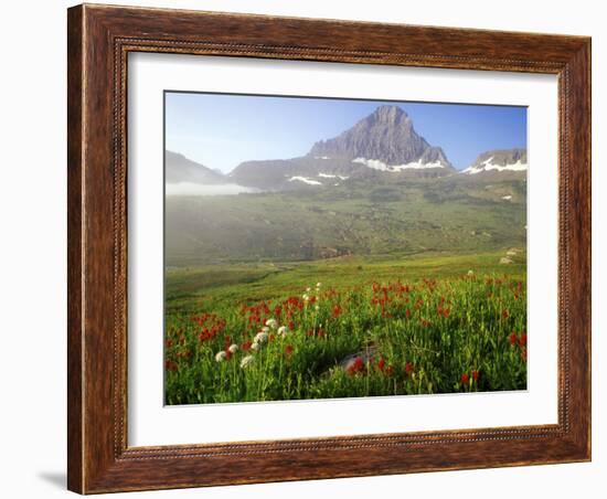 Indian Paintbrush in the Fog at Logan Pass in Glacier National Park, Montana, USA-Chuck Haney-Framed Photographic Print