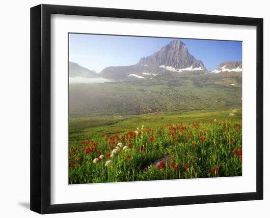 Indian Paintbrush in the Fog at Logan Pass in Glacier National Park, Montana, USA-Chuck Haney-Framed Photographic Print