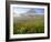 Indian Paintbrush in the Fog at Logan Pass in Glacier National Park, Montana, USA-Chuck Haney-Framed Photographic Print