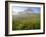 Indian Paintbrush in the Fog at Logan Pass in Glacier National Park, Montana, USA-Chuck Haney-Framed Photographic Print