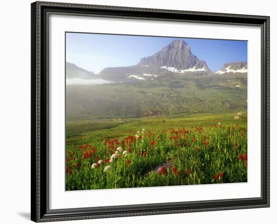 Indian Paintbrush in the Fog at Logan Pass in Glacier National Park, Montana, USA-Chuck Haney-Framed Photographic Print