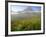 Indian Paintbrush in the Fog at Logan Pass in Glacier National Park, Montana, USA-Chuck Haney-Framed Photographic Print