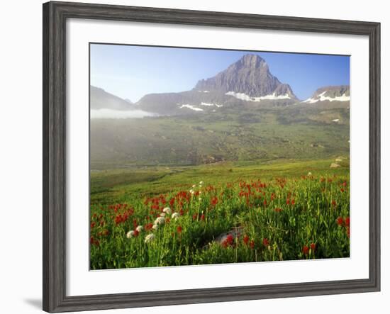 Indian Paintbrush in the Fog at Logan Pass in Glacier National Park, Montana, USA-Chuck Haney-Framed Photographic Print
