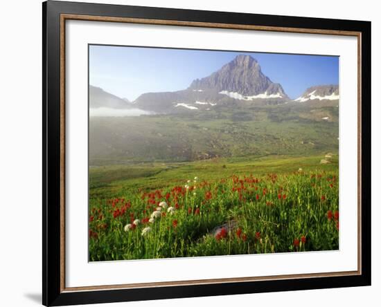 Indian Paintbrush in the Fog at Logan Pass in Glacier National Park, Montana, USA-Chuck Haney-Framed Photographic Print