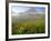 Indian Paintbrush in the Fog at Logan Pass in Glacier National Park, Montana, USA-Chuck Haney-Framed Photographic Print