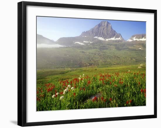 Indian Paintbrush in the Fog at Logan Pass in Glacier National Park, Montana, USA-Chuck Haney-Framed Photographic Print