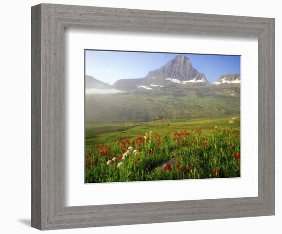 Indian Paintbrush in the Fog at Logan Pass in Glacier National Park, Montana, USA-Chuck Haney-Framed Photographic Print