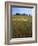 Indian Paintbrush meadow, Taberville Prairie Natural Area, Missouri, USA-Charles Gurche-Framed Photographic Print