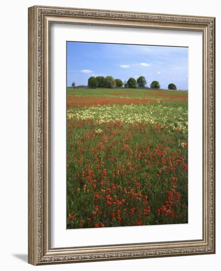Indian Paintbrush meadow, Taberville Prairie Natural Area, Missouri, USA-Charles Gurche-Framed Photographic Print