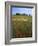 Indian Paintbrush meadow, Taberville Prairie Natural Area, Missouri, USA-Charles Gurche-Framed Photographic Print