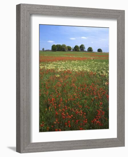 Indian Paintbrush meadow, Taberville Prairie Natural Area, Missouri, USA-Charles Gurche-Framed Photographic Print