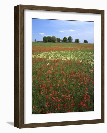 Indian Paintbrush meadow, Taberville Prairie Natural Area, Missouri, USA-Charles Gurche-Framed Photographic Print