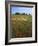 Indian Paintbrush meadow, Taberville Prairie Natural Area, Missouri, USA-Charles Gurche-Framed Photographic Print