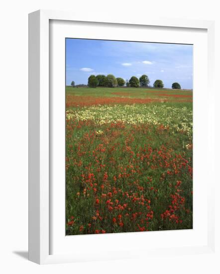 Indian Paintbrush meadow, Taberville Prairie Natural Area, Missouri, USA-Charles Gurche-Framed Photographic Print