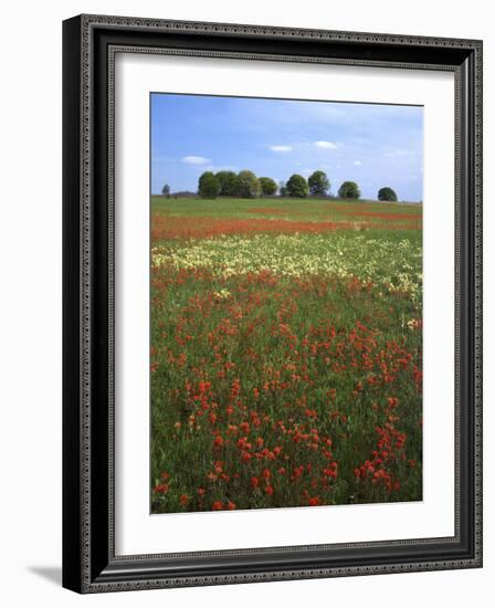 Indian Paintbrush meadow, Taberville Prairie Natural Area, Missouri, USA-Charles Gurche-Framed Photographic Print