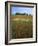 Indian Paintbrush meadow, Taberville Prairie Natural Area, Missouri, USA-Charles Gurche-Framed Photographic Print