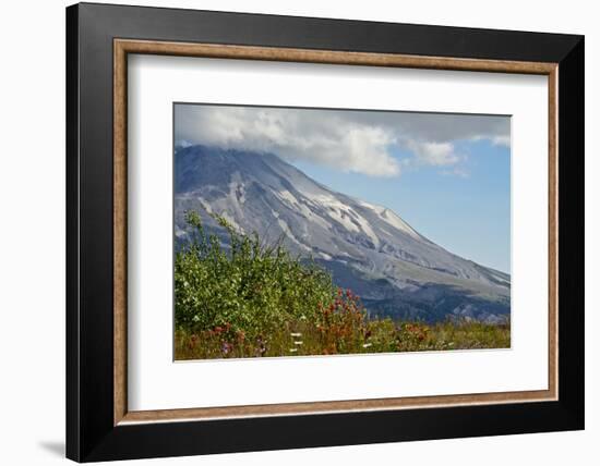 Indian paintbrush, Mount St. Helens National Volcanic Monument, WA.-Michel Hersen-Framed Photographic Print