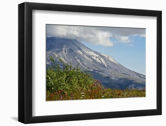 Indian paintbrush, Mount St. Helens National Volcanic Monument, WA.-Michel Hersen-Framed Photographic Print