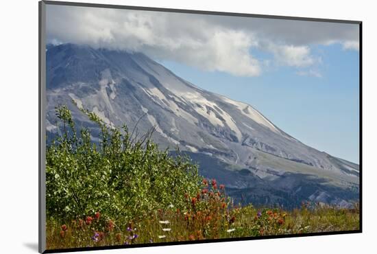 Indian paintbrush, Mount St. Helens National Volcanic Monument, WA.-Michel Hersen-Mounted Photographic Print