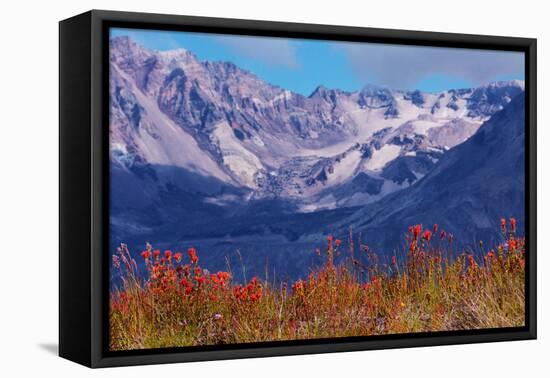 Indian paintbrush, Mount St. Helens National Volcanic Monument, WA.-Michel Hersen-Framed Premier Image Canvas