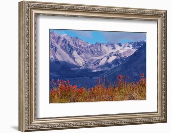 Indian paintbrush, Mount St. Helens National Volcanic Monument, WA.-Michel Hersen-Framed Photographic Print