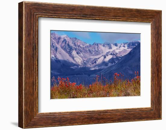 Indian paintbrush, Mount St. Helens National Volcanic Monument, WA.-Michel Hersen-Framed Photographic Print