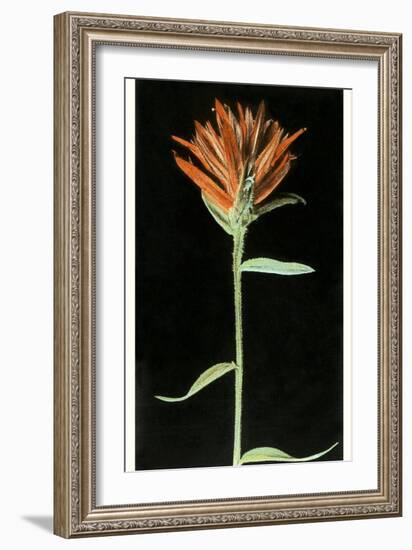 Indian Paintbrush, Yellowstone National Park-null-Framed Art Print