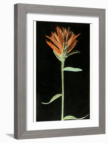 Indian Paintbrush, Yellowstone National Park-null-Framed Art Print