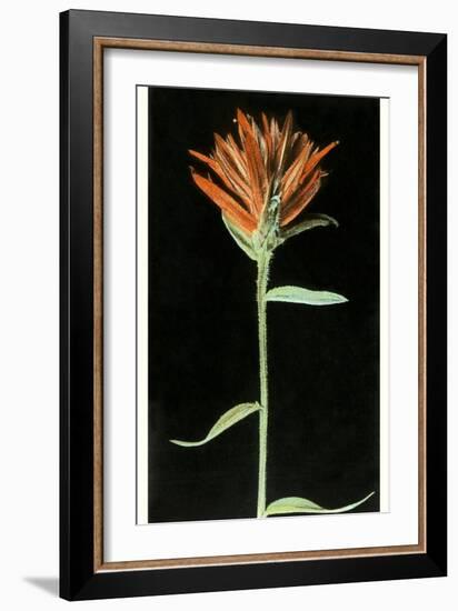 Indian Paintbrush, Yellowstone National Park-null-Framed Art Print