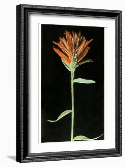 Indian Paintbrush, Yellowstone National Park-null-Framed Art Print