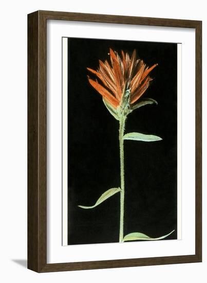 Indian Paintbrush, Yellowstone National Park-null-Framed Premium Giclee Print