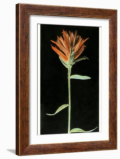 Indian Paintbrush, Yellowstone National Park-null-Framed Premium Giclee Print