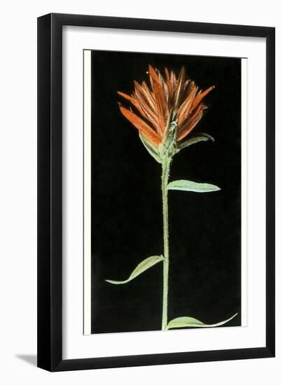 Indian Paintbrush, Yellowstone National Park-null-Framed Premium Giclee Print