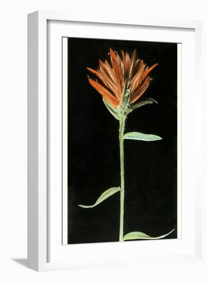 Indian Paintbrush, Yellowstone National Park-null-Framed Premium Giclee Print