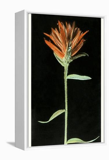 Indian Paintbrush, Yellowstone National Park-null-Framed Stretched Canvas