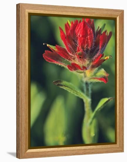 Indian Paintbrush-Chuck Haney-Framed Premier Image Canvas