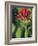 Indian Paintbrush-Chuck Haney-Framed Photographic Print