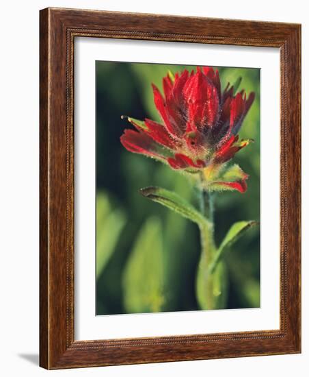 Indian Paintbrush-Chuck Haney-Framed Photographic Print