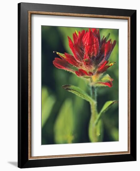 Indian Paintbrush-Chuck Haney-Framed Photographic Print