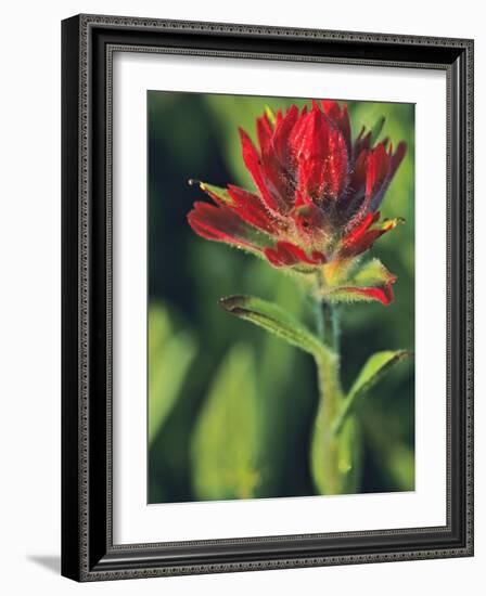 Indian Paintbrush-Chuck Haney-Framed Photographic Print