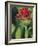 Indian Paintbrush-Chuck Haney-Framed Photographic Print