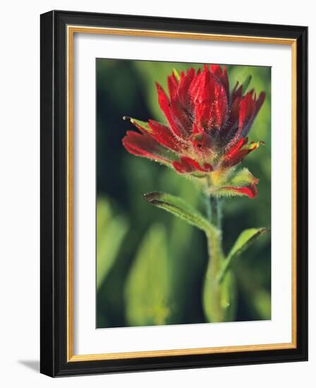 Indian Paintbrush-Chuck Haney-Framed Photographic Print