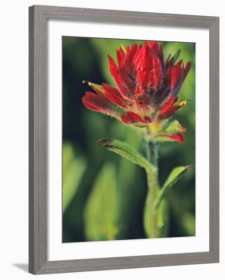 Indian Paintbrush-Chuck Haney-Framed Photographic Print