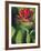 Indian Paintbrush-Chuck Haney-Framed Photographic Print