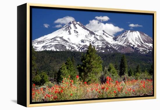 Indian Paintbrush-Douglas Taylor-Framed Premier Image Canvas