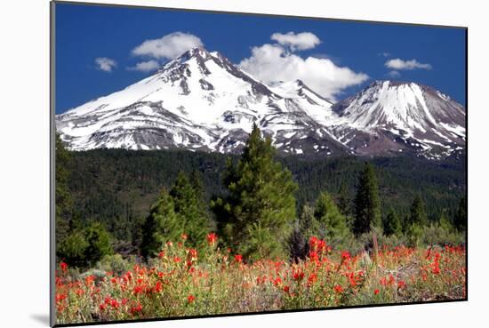 Indian Paintbrush-Douglas Taylor-Mounted Photographic Print