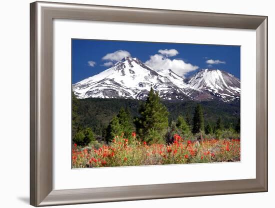 Indian Paintbrush-Douglas Taylor-Framed Photographic Print