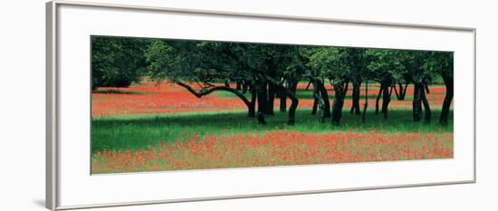 Indian Paintbrushes and Scattered Oaks, Texas Hill Co, Texas, USA-null-Framed Photographic Print