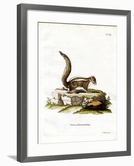 Indian Palm Squirrel-null-Framed Giclee Print